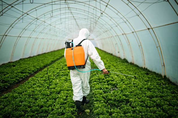 Best Affordable Pest Control Services  in Brighton, CO