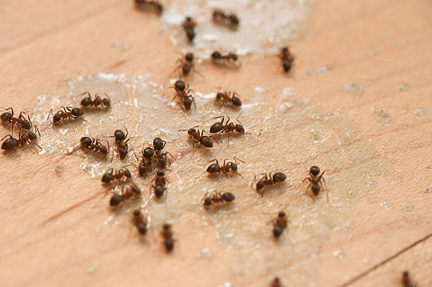  Brighton, CO Pest Control Pros