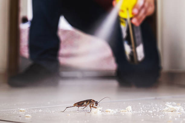 Professional Pest Control in Brighton, CO